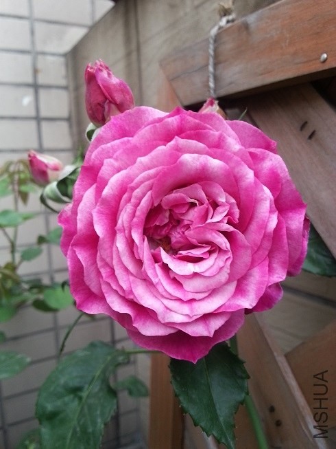 20130503_173650.jpg
