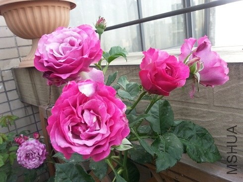 20130505_072447.jpg
