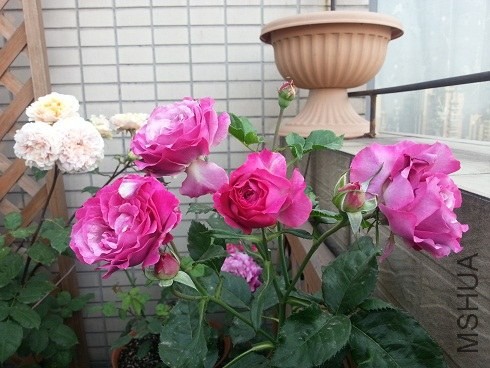 20130505_072456.jpg