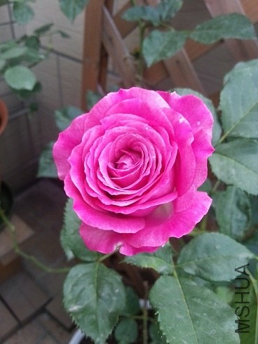 20130505_073018.jpg