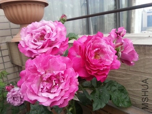 20130505_180018.jpg