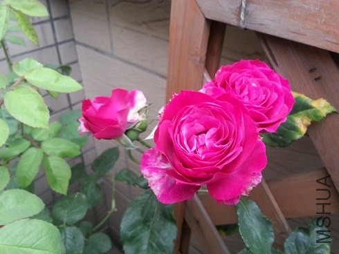 20130506_063322.jpg