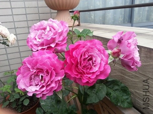 20130506_063336.jpg