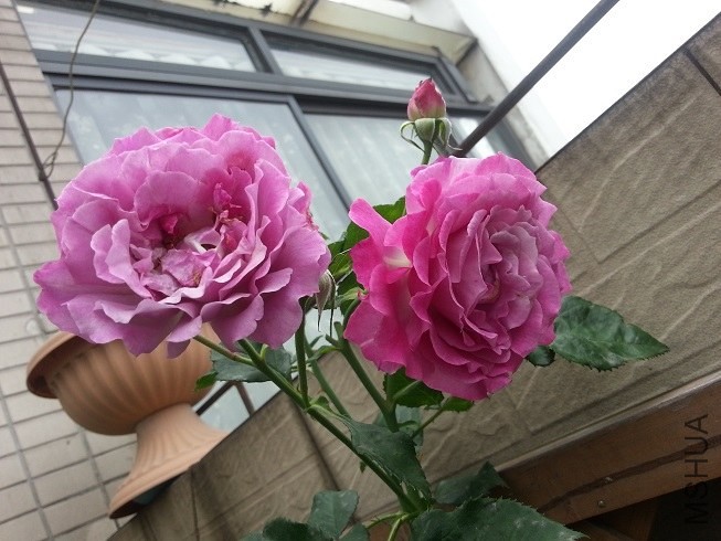 20130507_080150.jpg