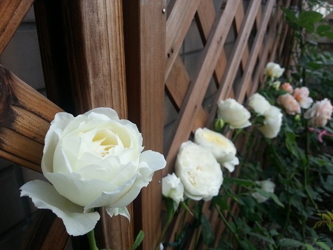 20130504_075116.jpg