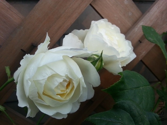 20130504_075137.jpg
