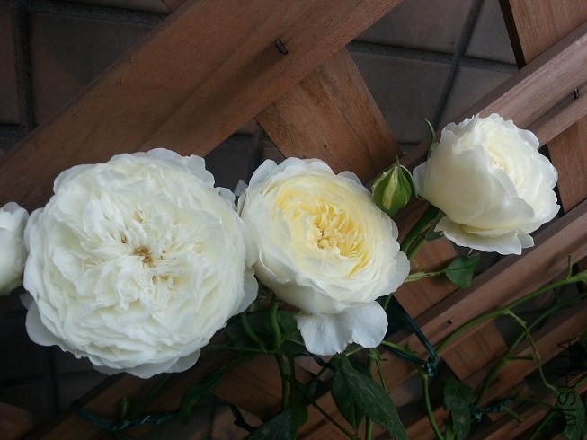 20130504_075201.jpg
