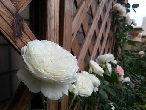 20130505_175726.jpg
