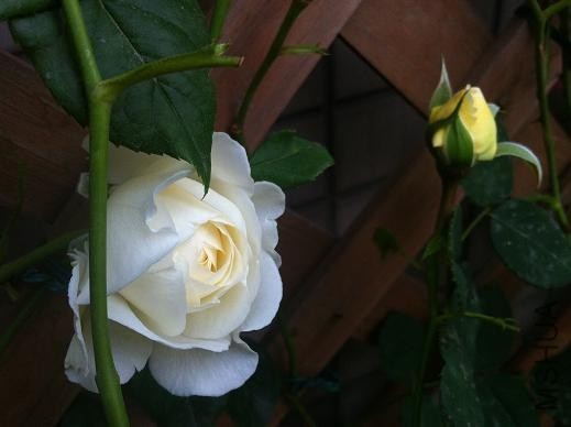 IMG_3632.JPG