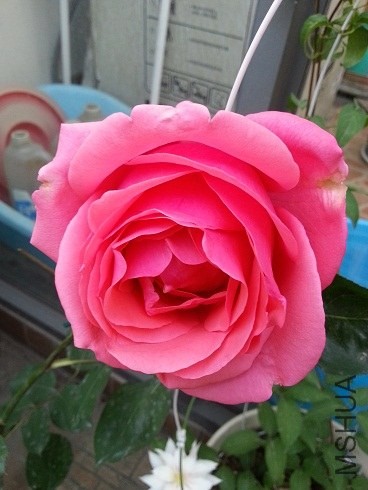 20130427_180008.jpg