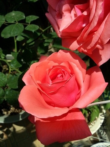 20130428_125346.jpg