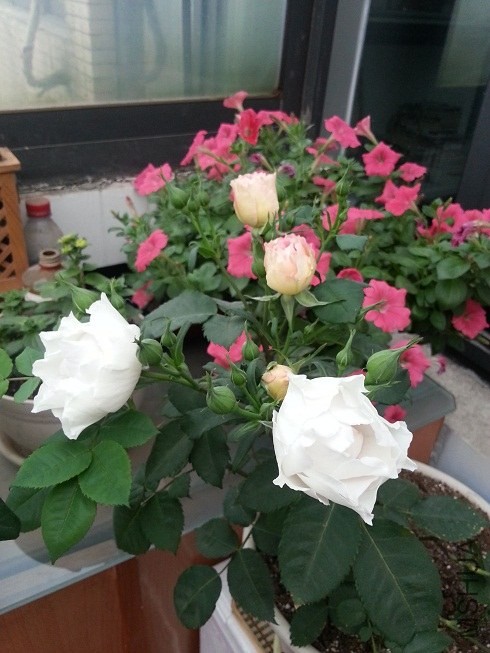 20130425_062944.jpg