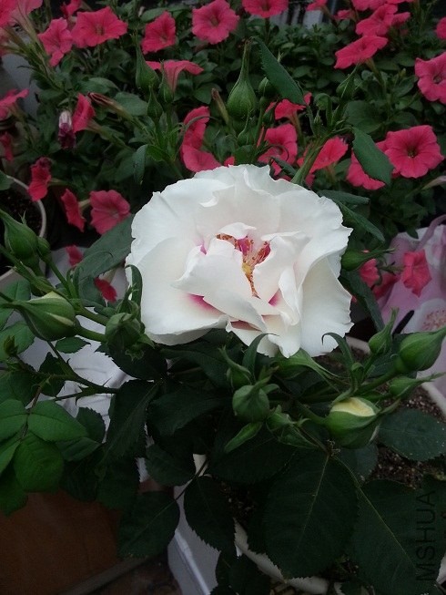 20130419_173555.jpg