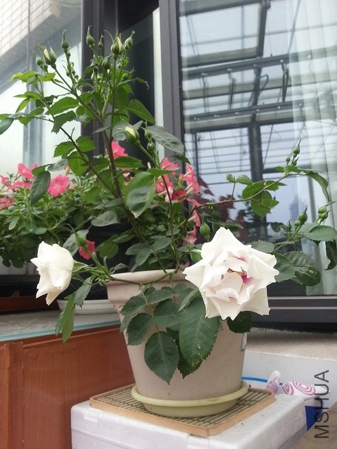 20130420_160516.jpg