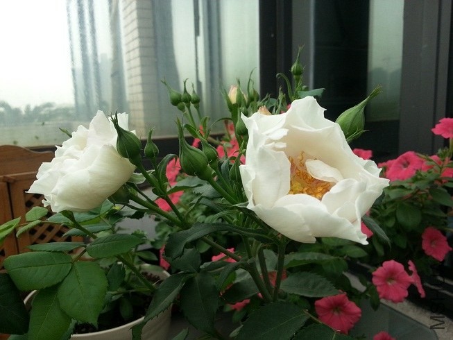 20130423_125654.jpg