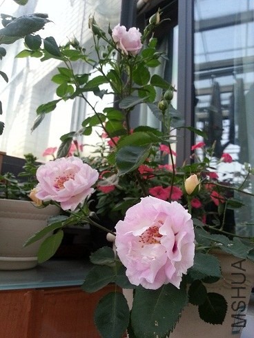20130426_180829.jpg