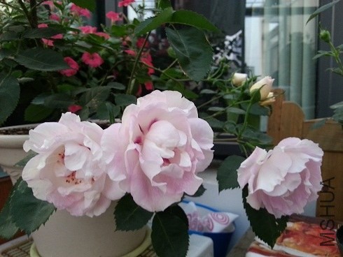 20130427_181443.jpg