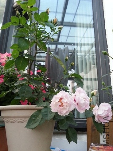 20130427_181619.jpg