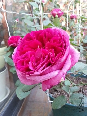 20130427_180122.jpg