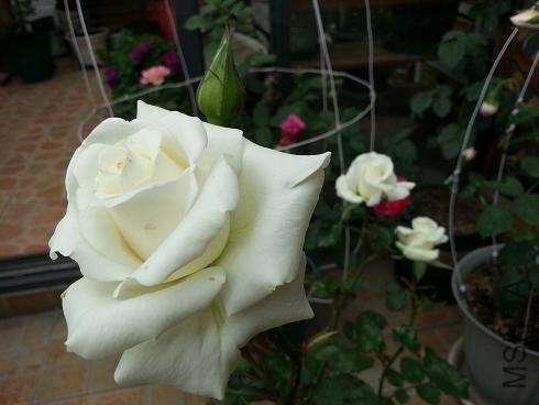 20130429_170323.jpg