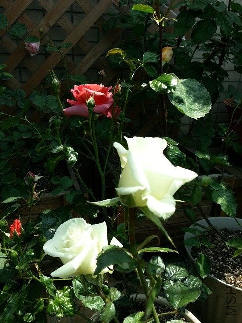 20130501_105123.jpg