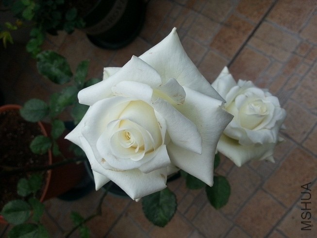20130504_075241.jpg
