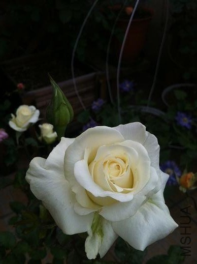 IMG_3615.jpg