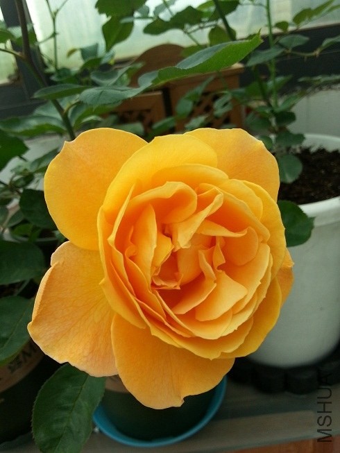 20130515_124803.jpg