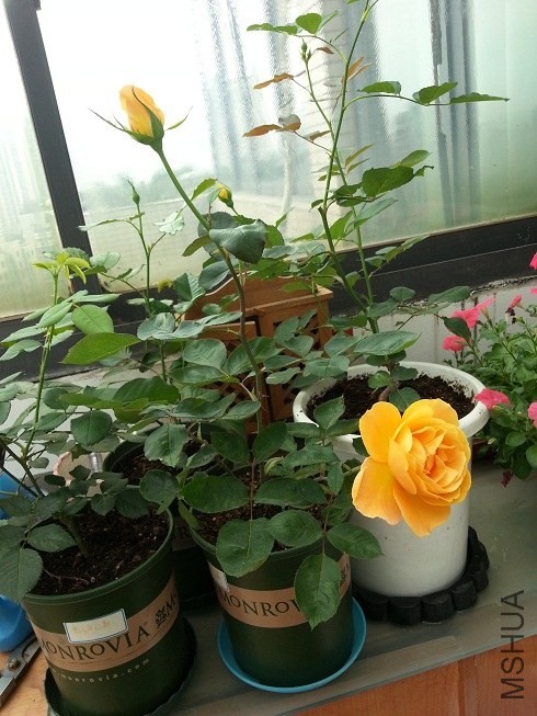 20130515_124814_1.jpg