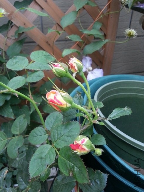20130513_064351.jpg