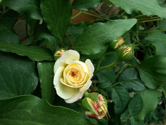 20130515_124936.jpg