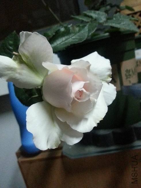20130417_201137.jpg