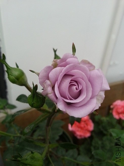 20130420_170440.jpg
