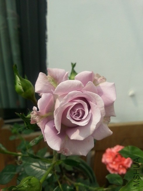 20130425_134538.jpg