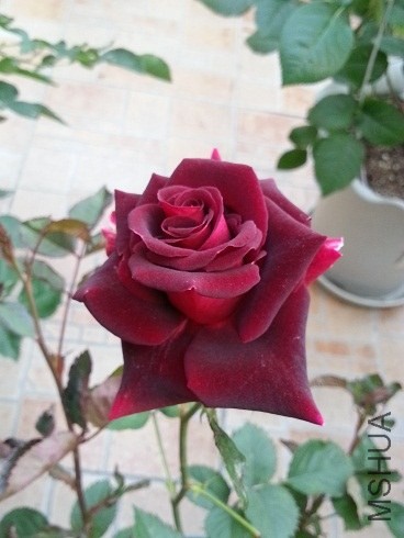 20130427_180747.jpg