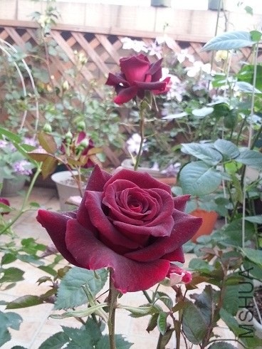20130427_180929.jpg