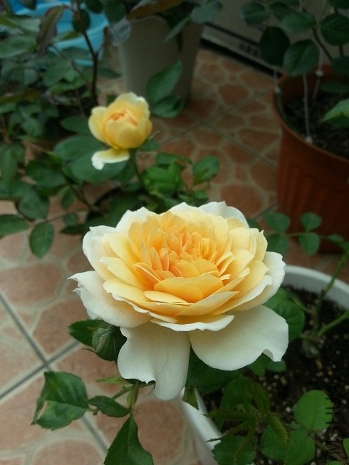 20130507_080051.jpg