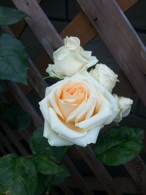 20130513_064401.jpg