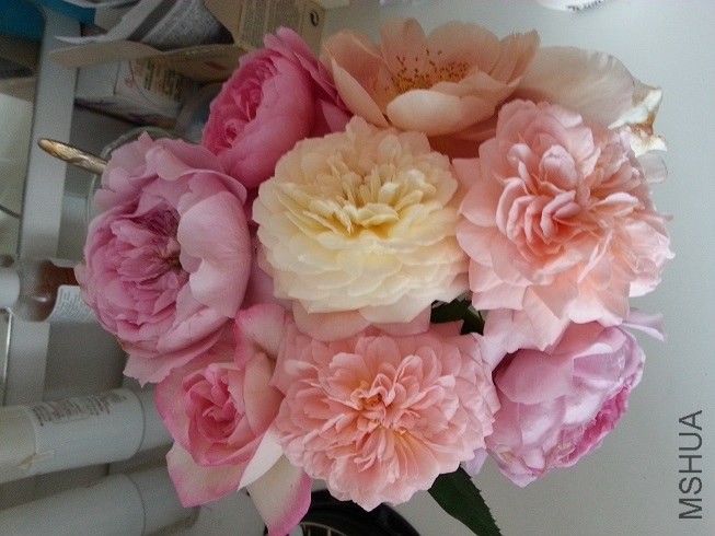 20130517_073353.jpg