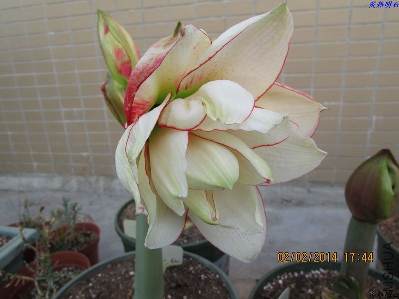 IMG_1658_nEO_IMG.jpg