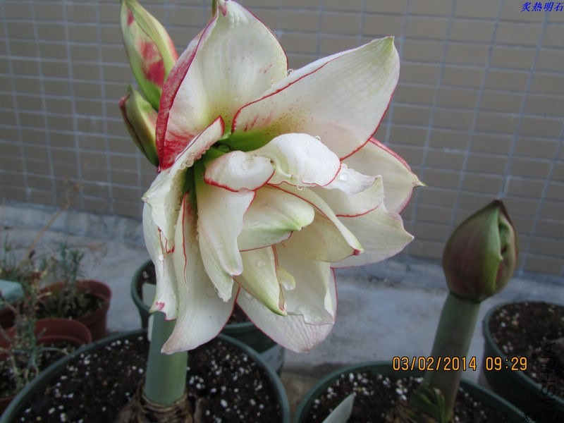 IMG_1757_nEO_IMG.jpg