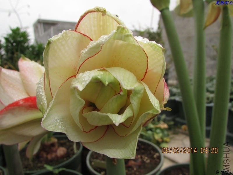 IMG_2065_nEO_IMG.jpg