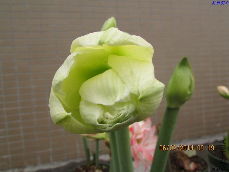 IMG_2061_nEO_IMG.jpg