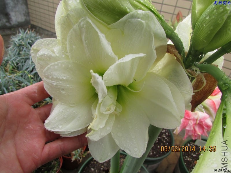 IMG_2177_nEO_IMG.jpg