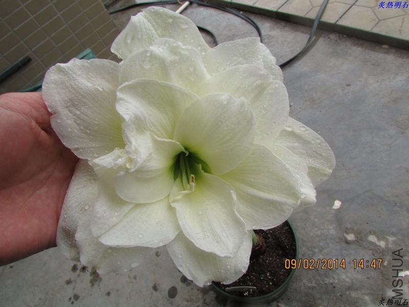IMG_2209_nEO_IMG.jpg