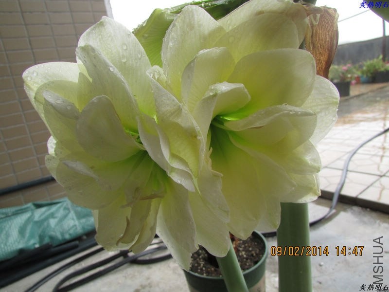 IMG_2211_nEO_IMG.jpg