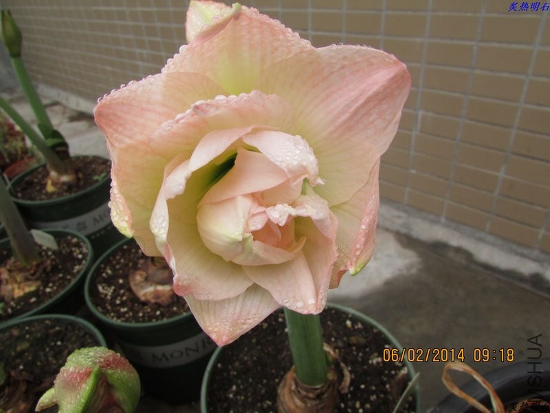 IMG_2053_nEO_IMG.jpg