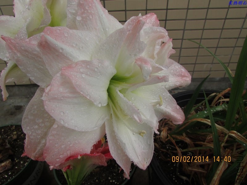IMG_2182_nEO_IMG.jpg