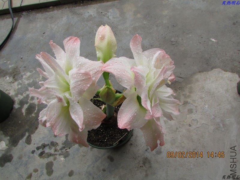 IMG_2200_nEO_IMG.jpg