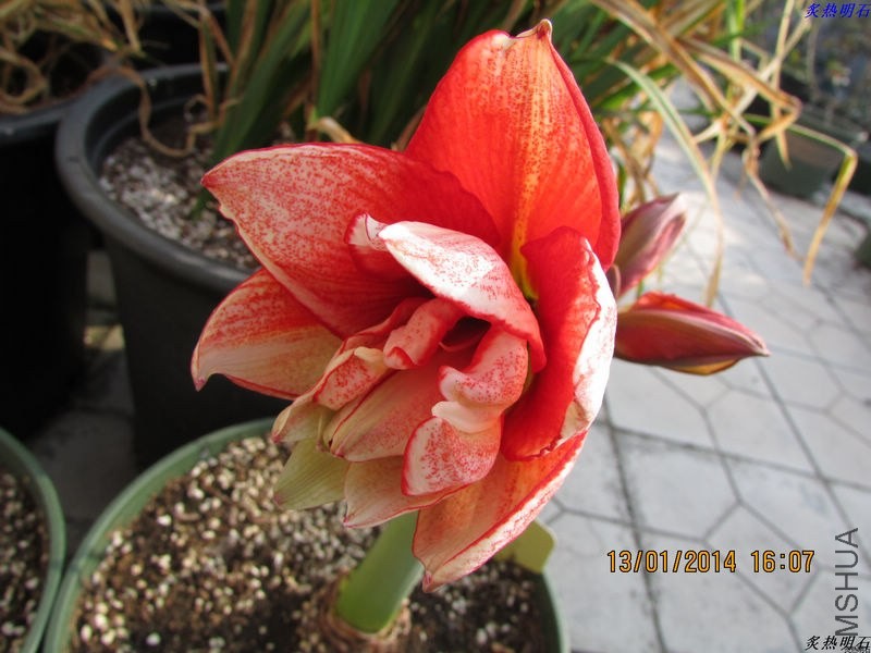 IMG_0929_nEO_IMG.jpg